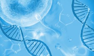 Ægløsning - sådan beregner du din ægløsning